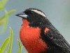 Pecho colroado/White-browed Blackbird