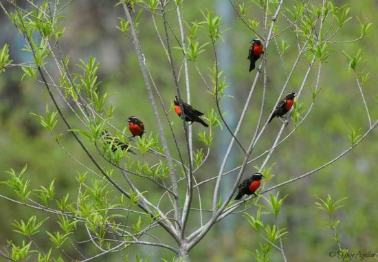 Pecho colorado/White-browed Blackbird