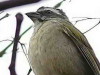 Pepitero verdoso/Green-winged Saltator