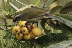 Pepitero verdoso/Green-winged Saltator