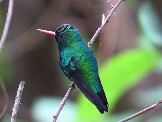 Picaflor común/Glittering-bellied Emerald