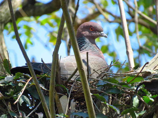 Paloma picazuró/Picazuro Pigeon