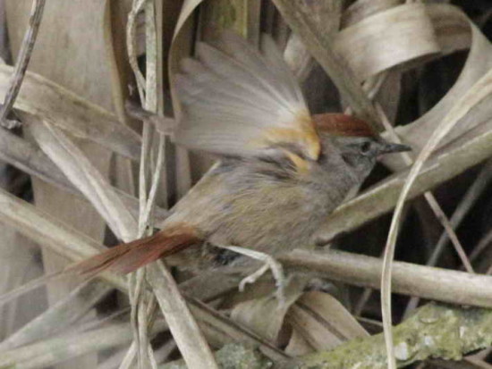 Pijuí frente gris/Sooty-fronted Spinetail