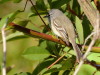 Piojito común/White-crested Tyrannulet