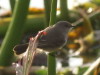 Piojito gris/Sooty Tyrannulet