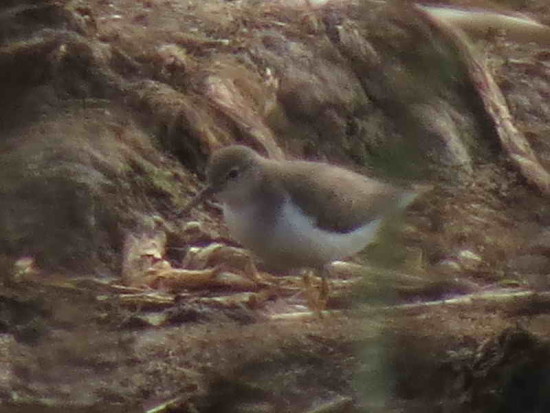 Playerito manchado/Spotted Sandpiper