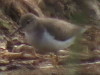 Playerito pecho manchado/Spotted Sandpiper