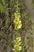 Polillera/Wand mullein