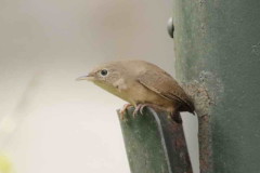 Ratona común/House Wren