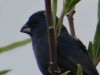 Reinamora chica/Glaucous-blue Grosbeak