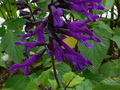 Salvia/Blue anise sage