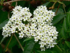 Sauco/Sambucus australis