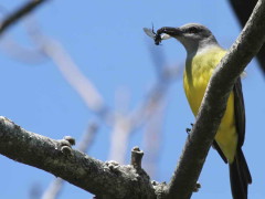 Suirirí real/Tropical Kingbird