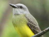 Suirirí real/Tropical Kingbird