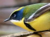 Tachurí sietecolores/Many-coloured Rush Tyrant