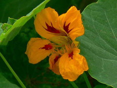 Taco de reina/Nasturtium