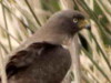 Taguató común/Roadside Hawk