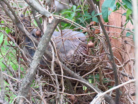 Torcaza común /Eared Dove