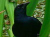 Tordo de matorral/Scrub Blackbird