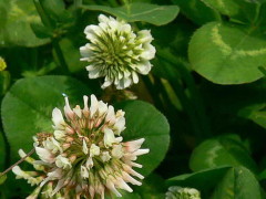 Trébol blanco/White clover