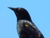 Varillero ala amarilla/Yellow-winged Blackbird