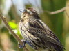 Varillero ala amarilla/Yellow-winged Blackbird