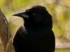 Varillero negro/Unicoloured Blackbird