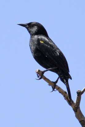 Varillero ala amarilla/Yellow-winged Blackbird