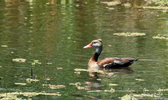 Sirirí vientre negro/Black-bellied Whistling-Duck