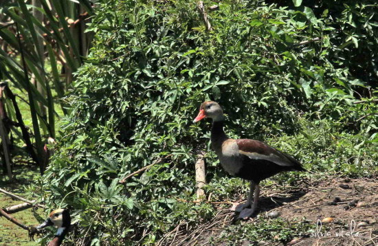 Sirirí vientre negro/Black-bellied Whistling-Duck