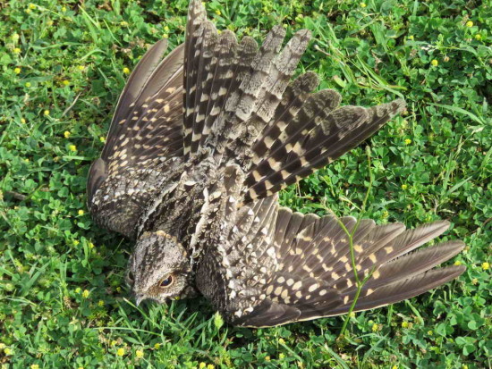 Atajacaminos tijeraH/Scissor-tailed Nightjar