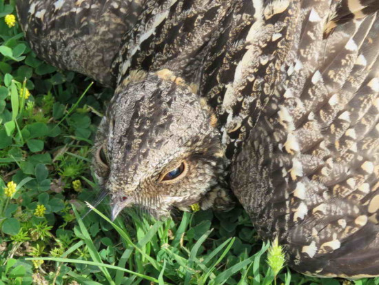 Atajacaminos tijeraH/Scissor-tailed Nightjar