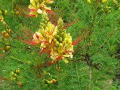 Barba de chivo/Yellow bird of paradise