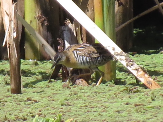 Burrito amarillo/Yellow-breasted Crake