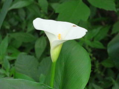 Cala/Calla lily