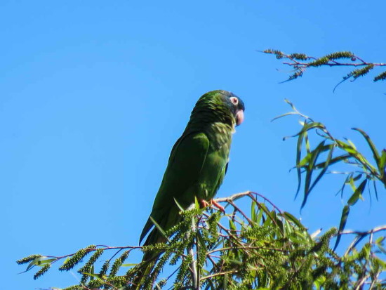 Calancate común/Blue-crowned Parakeet