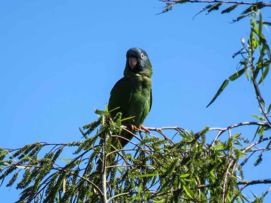 Calancate común/Blue-crowned Parakeet