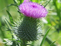 Cardo negro/Bull thistle