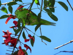 Catita chirirí/Yellow-chevroned Parakeet