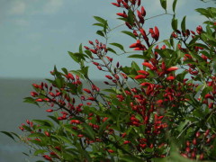 Ceibo/Cock spur tree