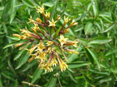 Duraznillo negro/Cestrum euanthes