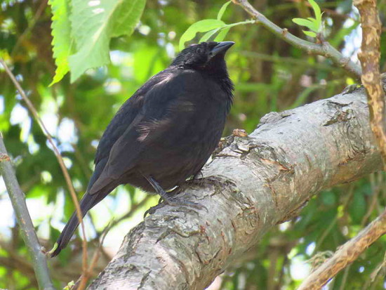 Chopí/Chopi Blackbird