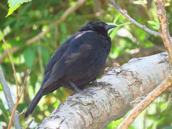 Chopí/Chopi Blackbird