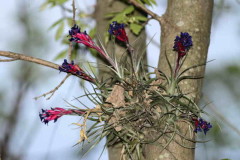 Clavel del aire/Tillandsia aeranthos