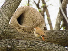 Hornero/Rufous Hornero