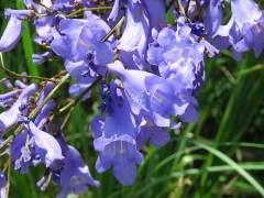 Jacaranda