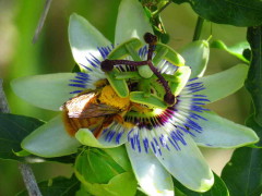 Mburucuyá/Passion flower