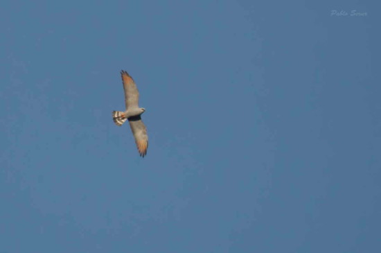Milano plomizo/Plumbeous Kite