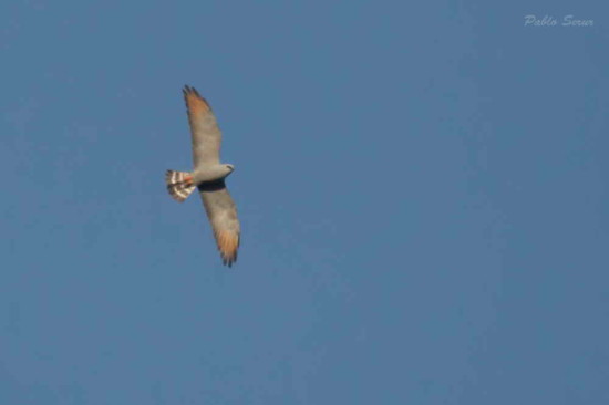 Milano plomizo/Plumbeous Kite