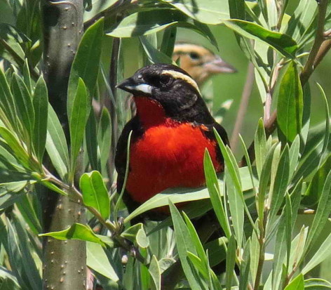 Pecho colorado/White-browed Meadowlark